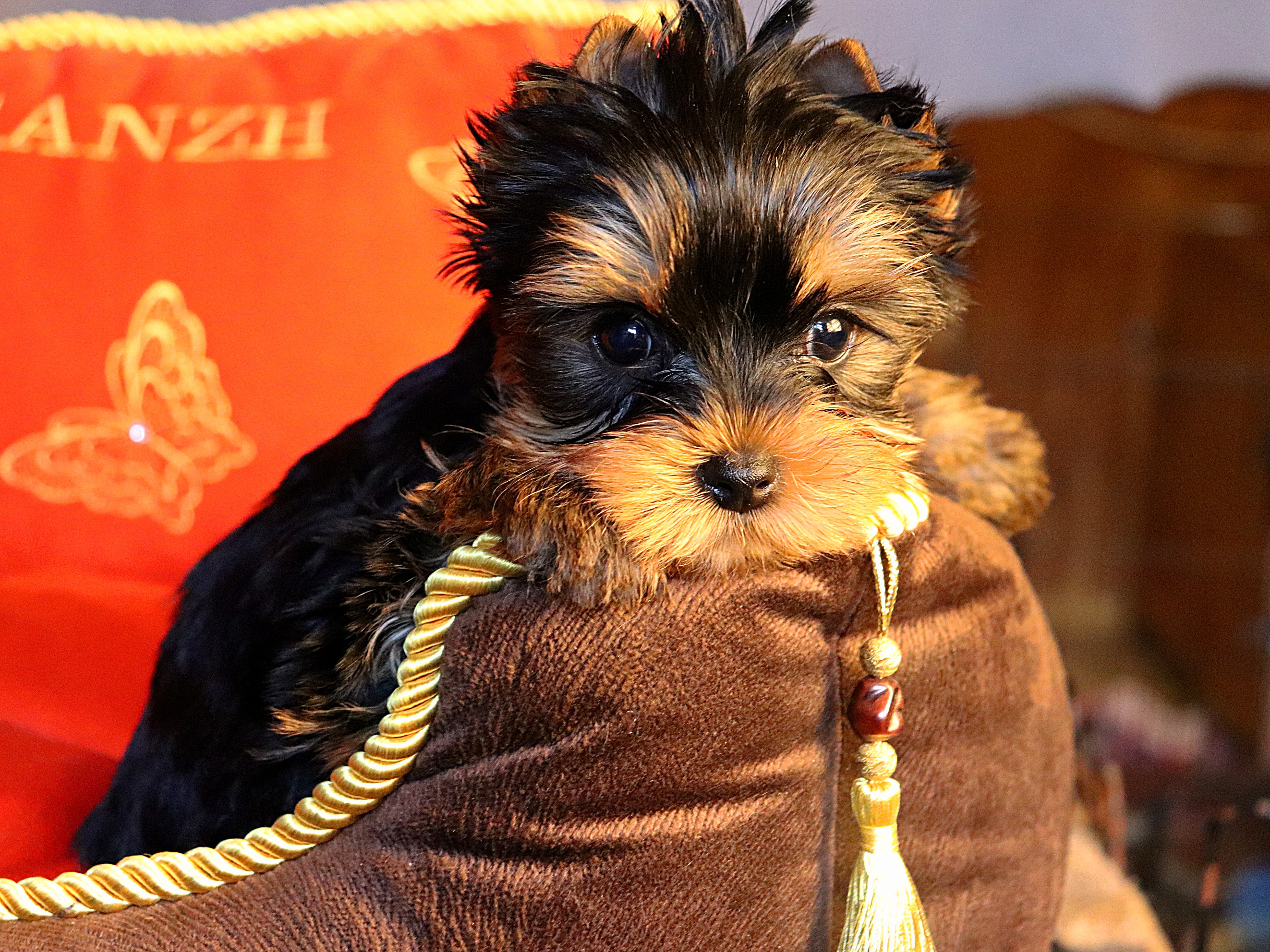  LESANZH ZEFIR — Labaza DogPedigree YorkshireTerrier